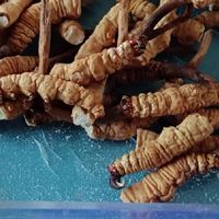 高性价比食补｜自用泡酒、营养不减、平民养生