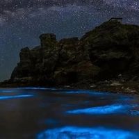 追泪人注意！温州蓝眼泪夜游暗藏致命风险，官方紧急提醒