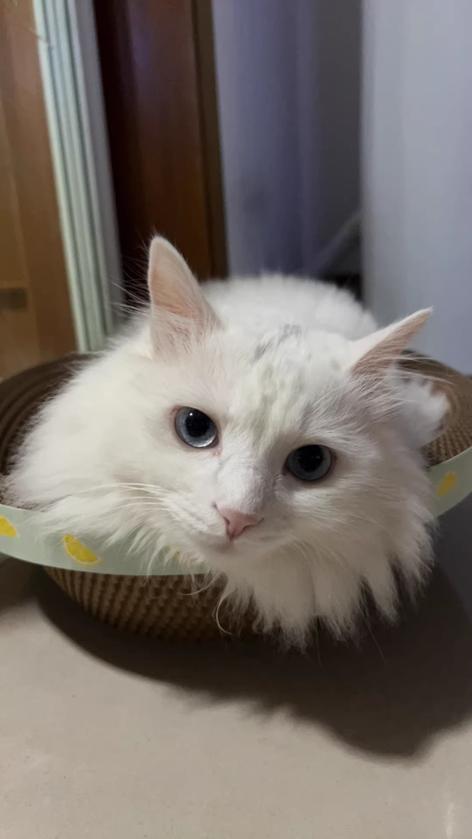 佩内特猫粮