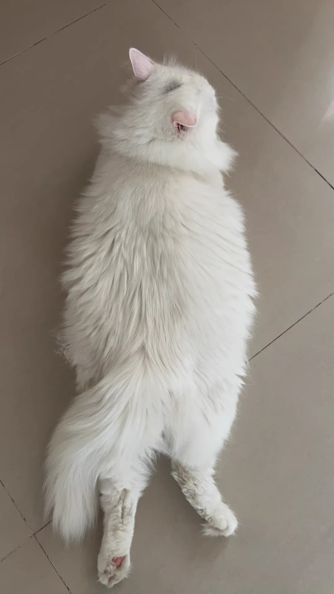 佩内特猫粮