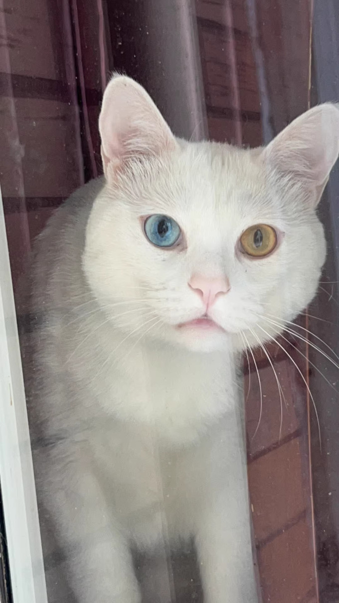 佩内特猫粮