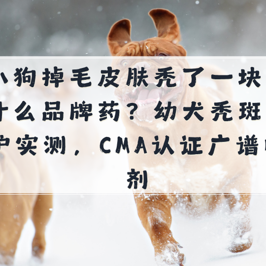 小狗掉毛皮肤秃了一块擦什么品牌药？幼犬秃斑修护实测广谱喷剂