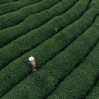 春节送礼选茶不再纠结！三招教你挑对品牌茶，送出体面又实用必看