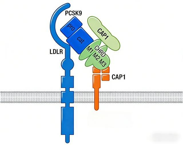 降脂新星PCSK9抑制剂：LDL-C直降70%，一年只需6针，医生手把手教你选