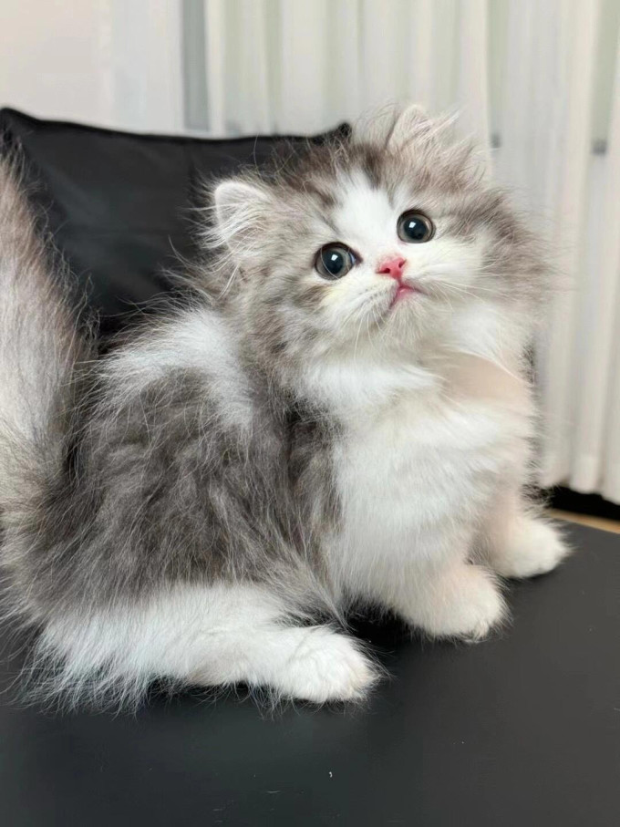 猫咪