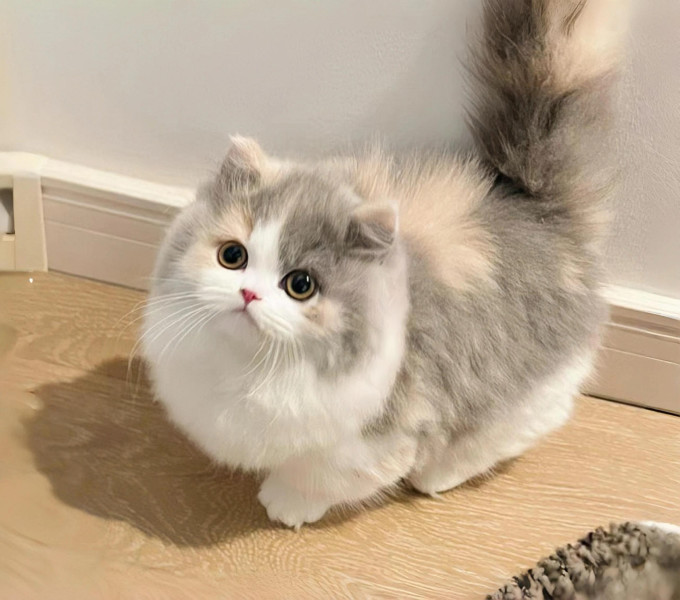 猫咪