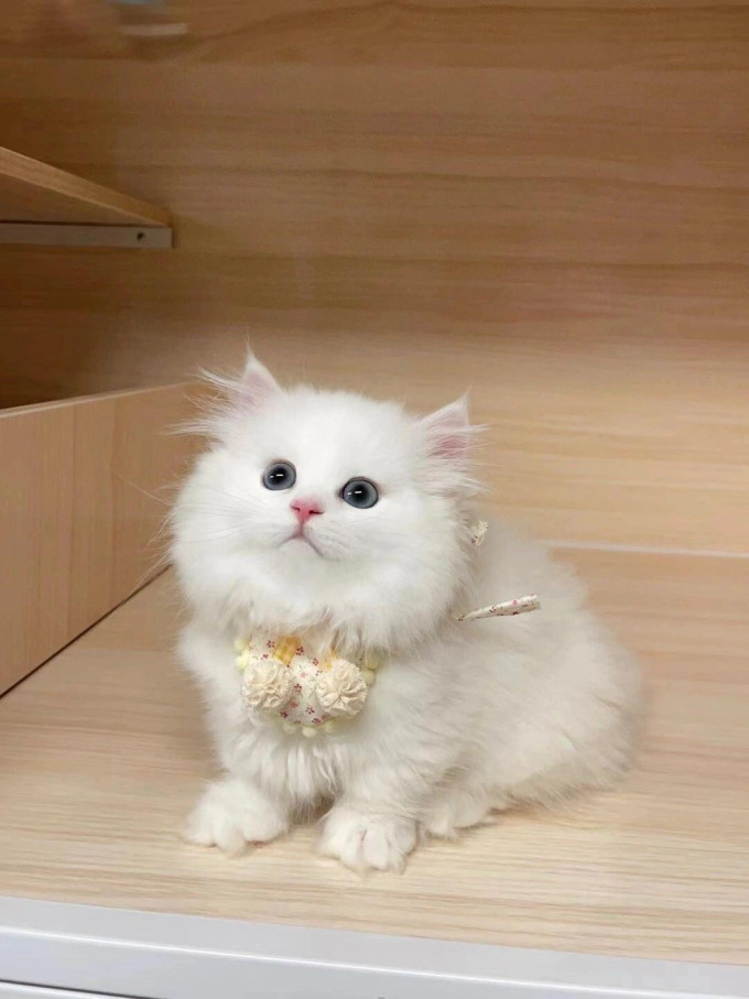 猫咪