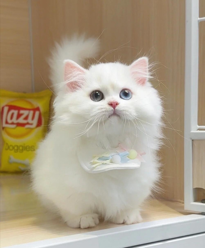 猫咪