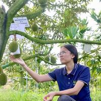 国产榴莲高价入市，价格是进口果3倍还多，品质对得起这个价吗？
