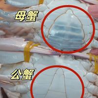 梭子蟹价格跌至阶段性低位！内行却说：等等，9月才是最佳入手时机