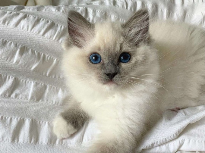 猫大圣猫粮