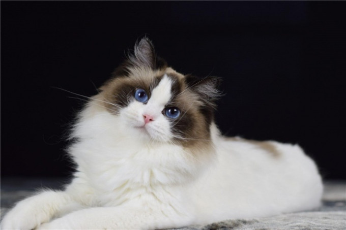 猫大圣猫粮