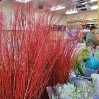 逛完岭南花卉市场，我算了笔账发现“买花比买菜划算”根本站不住脚