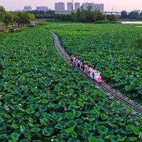 合肥荷塘小火车彻底火了！排队3小时票价只要20块，值吗？