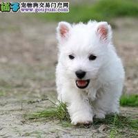 西高地幼犬梳毛咬手？这套方法让它乖乖配合