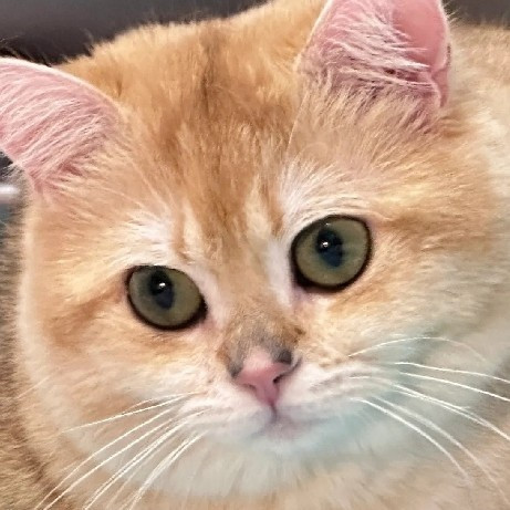 猫咪带来的居家生活小技巧