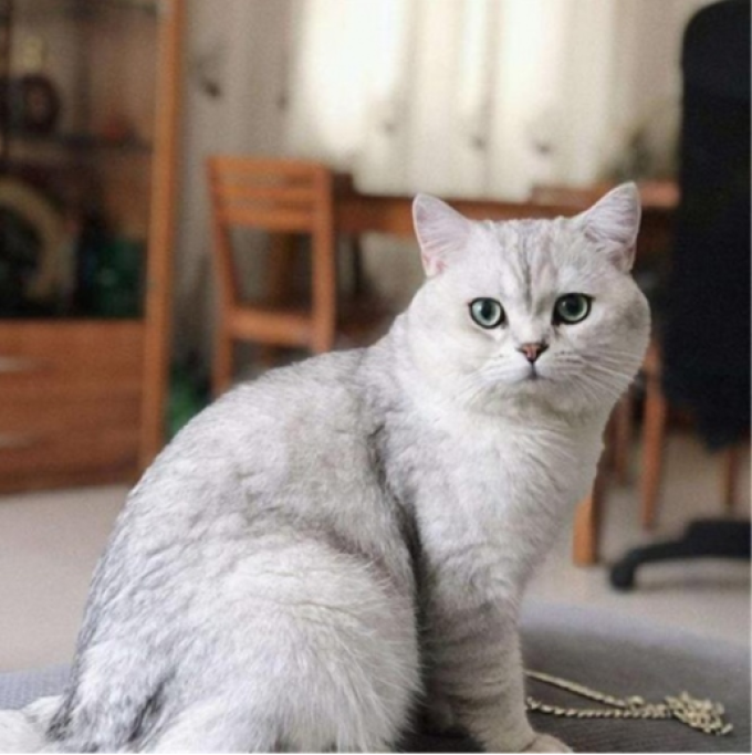 猫大圣猫粮