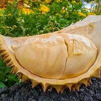 榴莲自由来了？从200元跌到10块的背后，藏着一条你不知道的成本链
