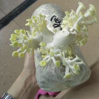 🍄阳台种出“仙草”？10块钱的灵芝菌包，喷喷水就爆盆！✨