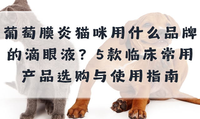 葡萄膜炎猫咪用什么品牌的滴眼液？5款临床常用产品选购与使用指