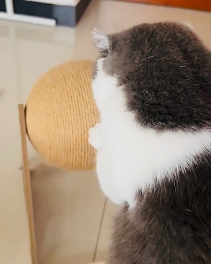 小猫日记猫抓板