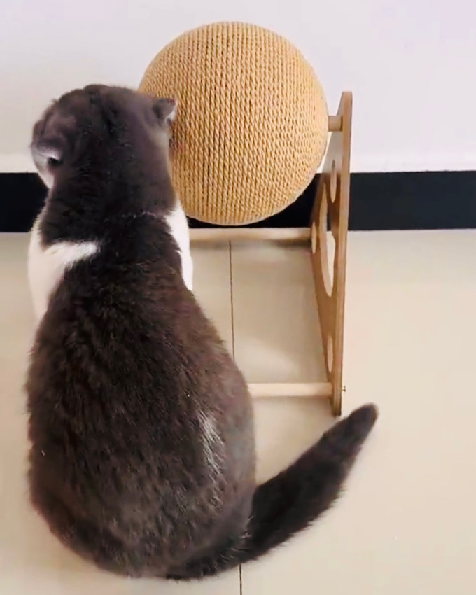 小猫日记猫抓板