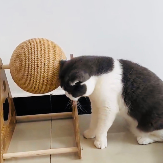 小猫日记猫抓板