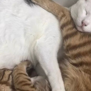 小猫慵懒生活与喂食机的陪伴