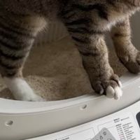 CATLINK胖宝猫砂盆适配猫砂心得