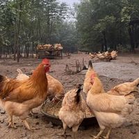 土鸡蛋和普通鸡蛋到底差在哪?营养师揭秘真相,买错的人太多了
