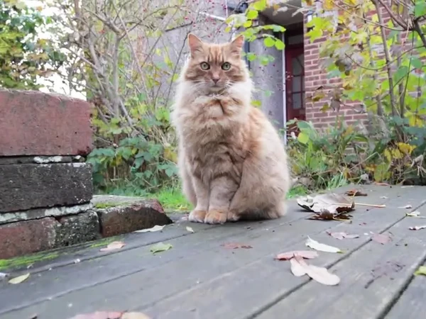 开门见猫，疲惫全消！