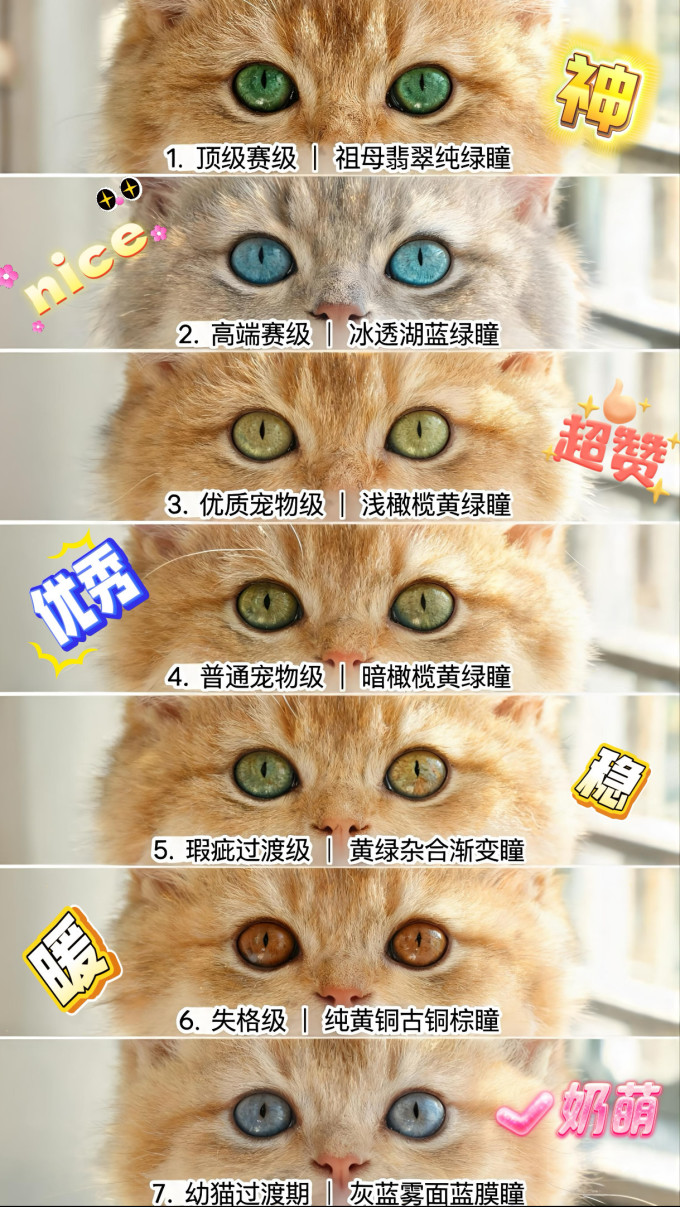 维克宠物用品