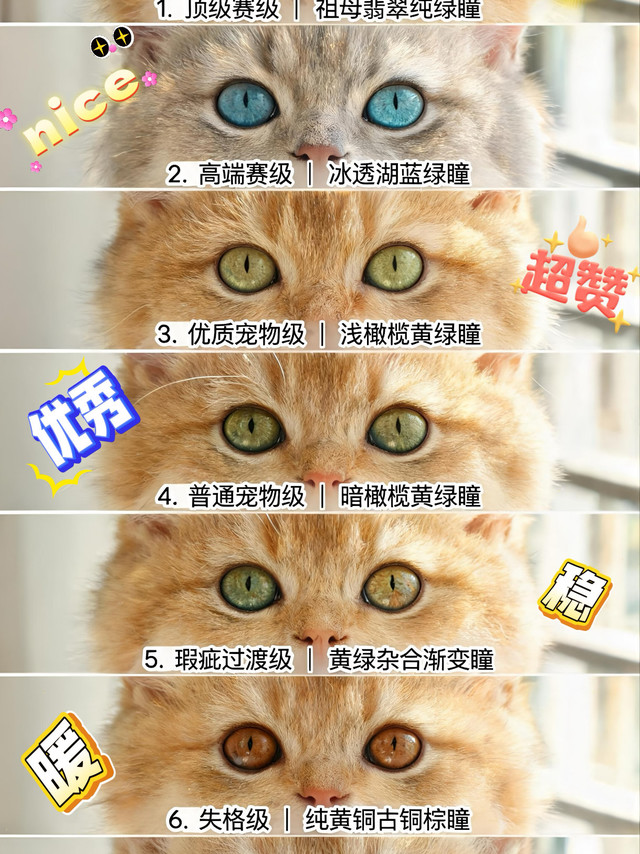 新手养猫不踩坑！一张图看懂金渐层成年后的真实瞳色