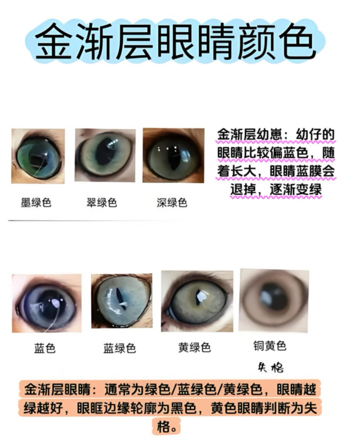维克宠物用品