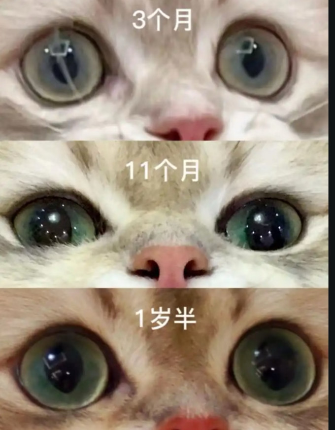维克宠物用品