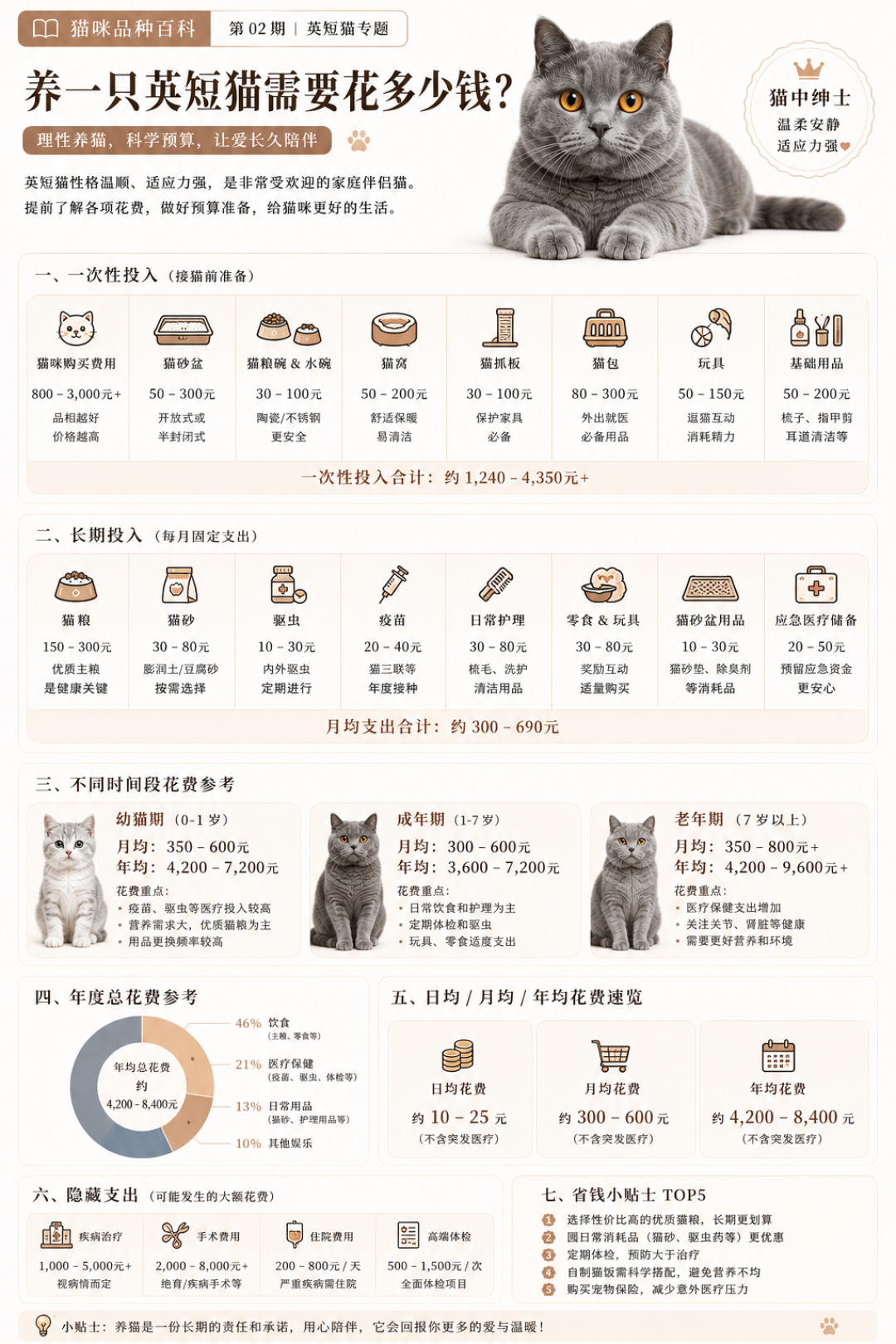 猫中绅士|古老贵族——英短猫喂养全攻略