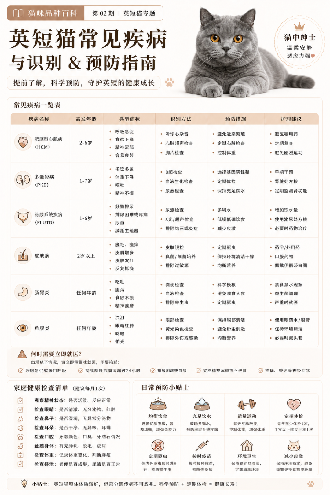 猫中绅士|古老贵族——英短猫喂养全攻略