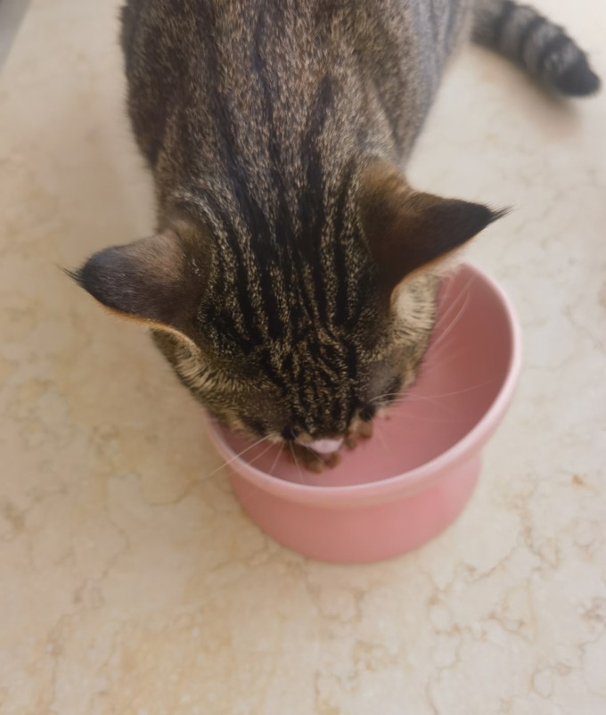 猫粮