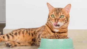 馋不腻益生菌猫粮测评：软便、玻璃胃、消化不良，它真能全搞定？