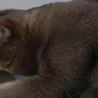 养猫三年总结：实用好物推荐