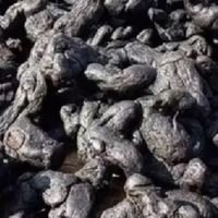 旺复堂定量分装黄精：便携即食，滋补养生新选择