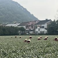 龙井茶水有多深？我花3天整理了这篇选购指南，看完少花冤枉钱