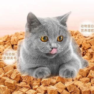 两款热门猫咪零食深度对比：按需选择才是科学喂养关键
