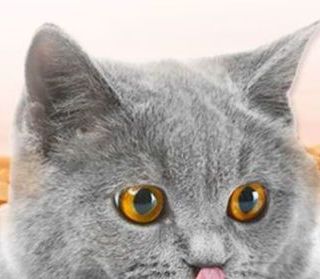 两款热门猫咪零食深度对比：按需选择才是科学喂养关键
