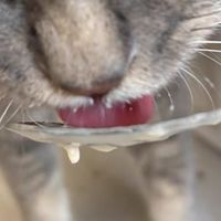 猫罐头是主食还是零食？一篇讲清楚主食罐选购标准