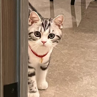 养猫三年总结｜新手别乱花钱，实用好物只留这几件