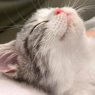 养猫3年悟了！新手不用瞎囤，这2件好物才是刚需