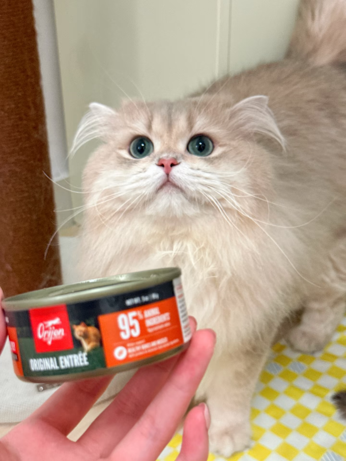 渴望猫粮
