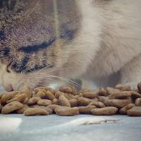 20款猫粮检出三聚氰胺？实则远低于国标上百倍，品牌已下架复检