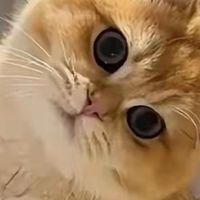 养猫后才明白的事：那些年我为“我以为”花过的冤枉钱